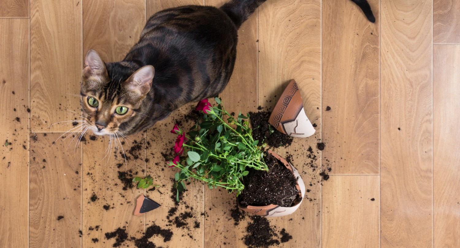 Cat knocked over plant