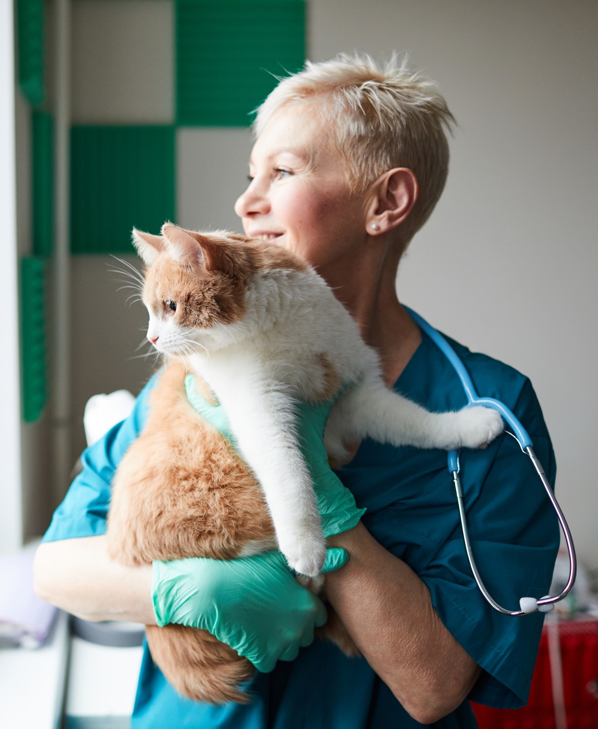 Veterinarian holding a cat