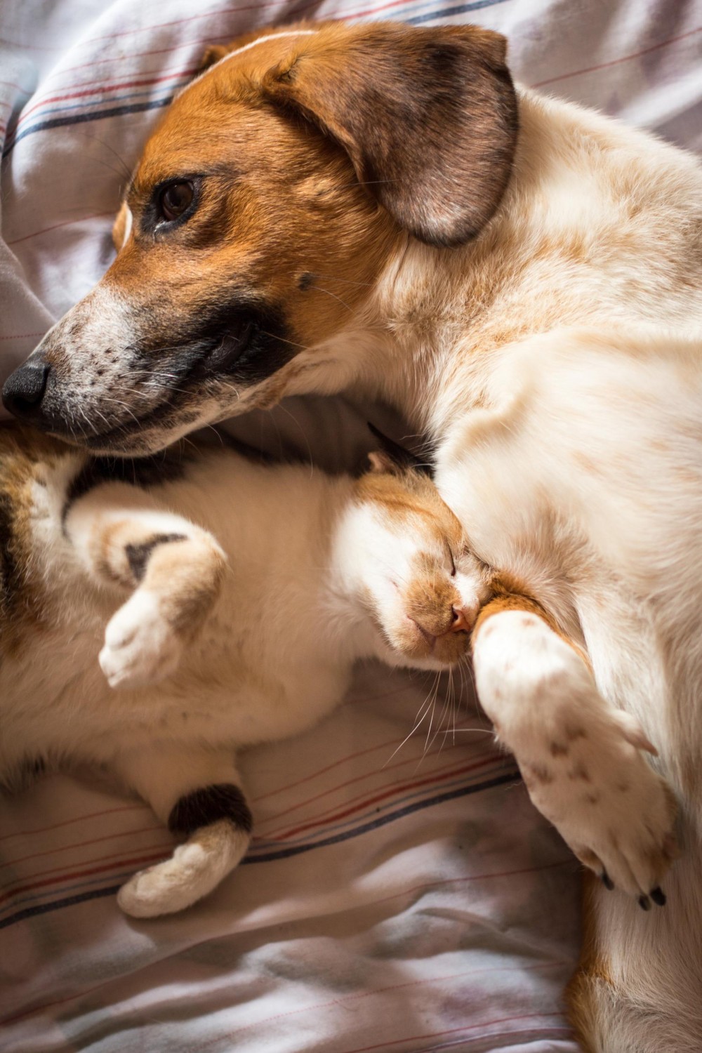 Cat and Dog Cuddling
